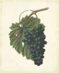 Plantation Grapes I