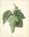 Plantation Grapes II