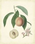Plantation Peaches I