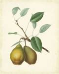 Plantation Pears II
