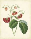 Plantation Strawberries II