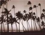 Platinum Palms I by Michael Neubauer