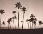 Platinum Palms II by Michael Neubauer