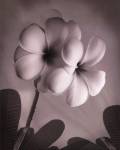 Plumeria I - mini by Vitaly Geyman