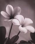 Plumeria II - mini by Vitaly Geyman