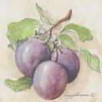 Plums by Peggy Abrams