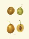 Plums I