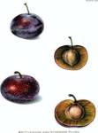Plums II