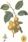 Plums/Prune de Briancon by Francois Langlois