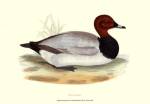 Pochard by Vision Studios