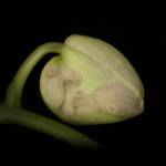 Pod by Tanya Hovey
