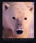 Polar Bear by John Pezzenti jr