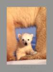 Polar Bear Cub by Art Wolfe