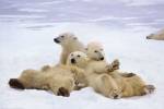 Polar Bear Playtime by Steve Bloom