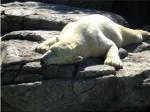 Polar Bear  - Time to take five