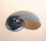 Polished Nautilus by Tom Artin