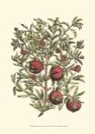 Pomegranate Tree Branch by Duhamel De Monceau