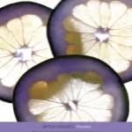 Pomelo by Mitch Hughes