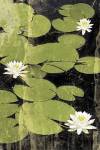 Pond Blossoms by Erin Clark
