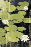 Pond Blossoms by Erin Clark
