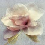 Pond Lily Sq. by Amy Melious