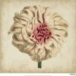Pop Floral VII by Vision Studios