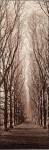 Poplar Trees by Alan Blaustein