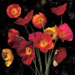 Poppy Bouquet II by John Seba