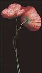 Poppy Duet by S.G. Rose
