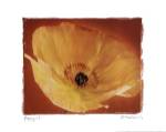 Poppy I by Amy Melious