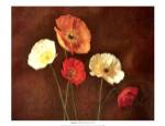 Poppy Perfection I by Janel Pahl