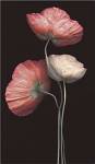 Poppy Trio by S.G. Rose