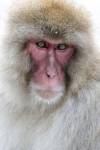 Portrait of a Monkey, Japan by Hollice Looney / Danita Delimont
