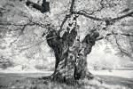 Portrait of a Tree, Study 18 by Marcin Stawiarz