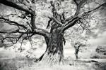Portrait of a Tree, Study 2 by Marcin Stawiarz
