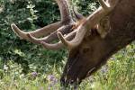 Portrait of Elk Feeding at Jasper National Park, Canada by Diane Johnson / Danita Delimont