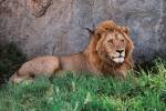 Portrait of Male African Lion, Tanzania by Dee Ann Pederson / Danita Delimont