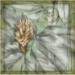 Postmark Tropicals II by Jennifer Goldberger