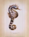 Potbelly Seahorse by Richard Van Genderen