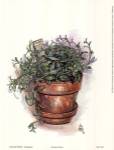 Potted Herbs-Oregano by Julia Crainer