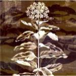 Prairie Mix VI by John Butler