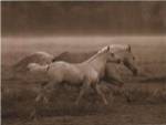 Prairie Run by Robert Dawson