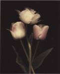 Prelude I by S.G. Rose