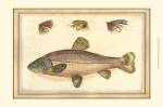 Printed Tom's Trout