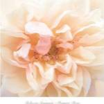 Promise Rose by Rebecca Swanson