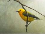Prothonotary Warbler by Chris Vest