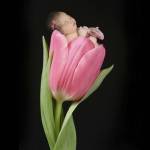 Pruitt Tanya Single Tulip Pink by Tanya Hovey