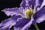 Purple Clematis by Amalia Veralli