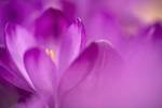 Purple Flower Study by Istvan Nagy