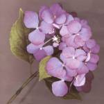 Purple Hydrangea by Erin Clark